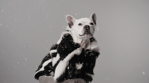 Phillip Lim casts his dog in the 3.1 Phillip Lim Digital Christmas Card